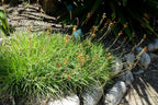 Burnt Jelly Plant