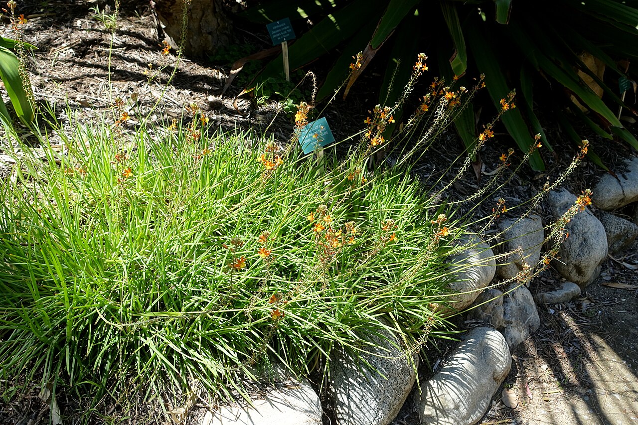 Burnt Jelly Plant