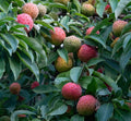 Himalayan Strawberry Tree