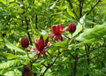 Carolina Allspice
