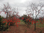 Persimmon 'Rosseyanka'