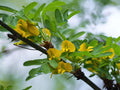 Siberian Pea Tree