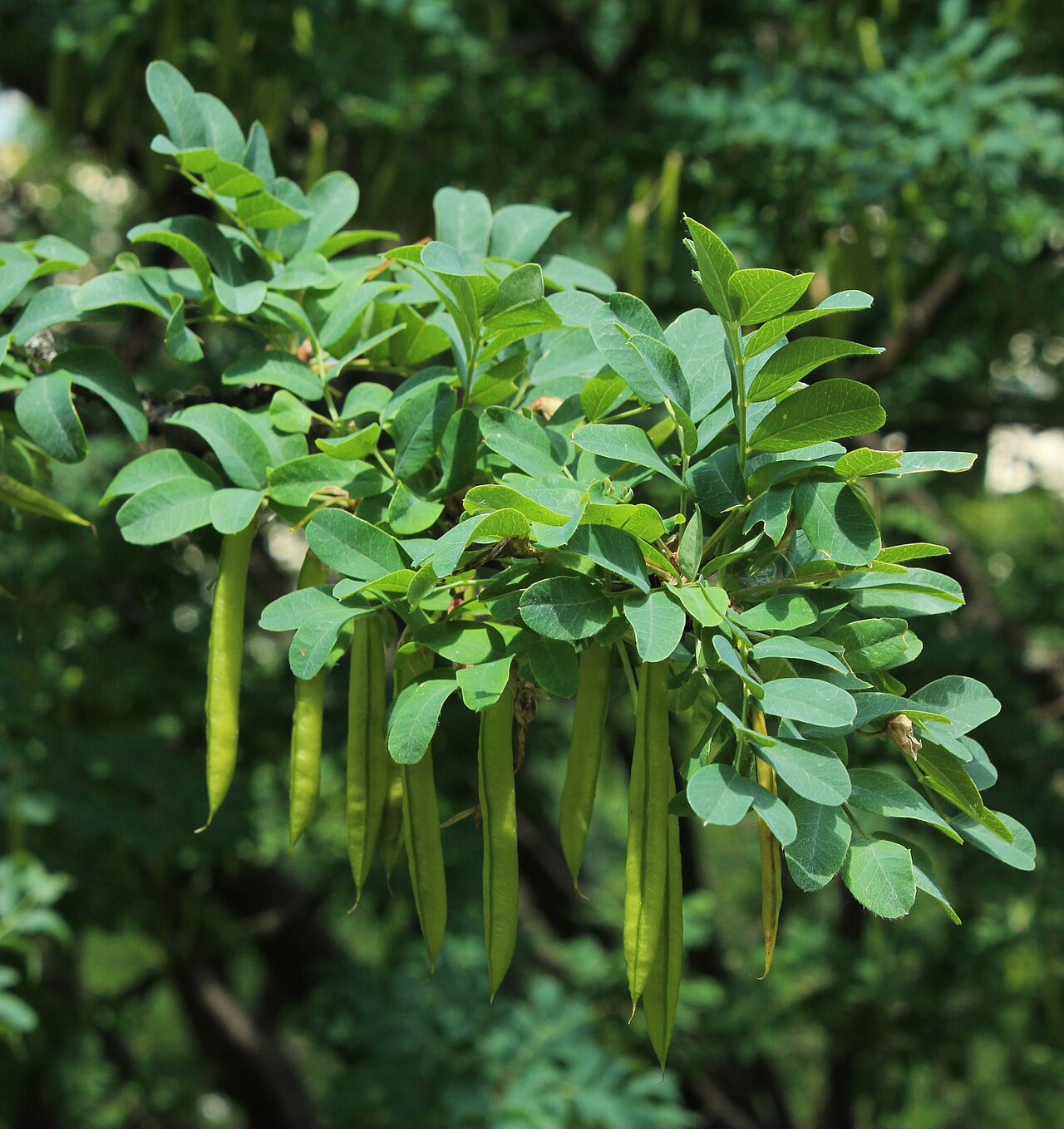 Siberian Pea Tree