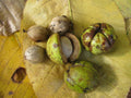 Shagbark Hickory 'Improved'