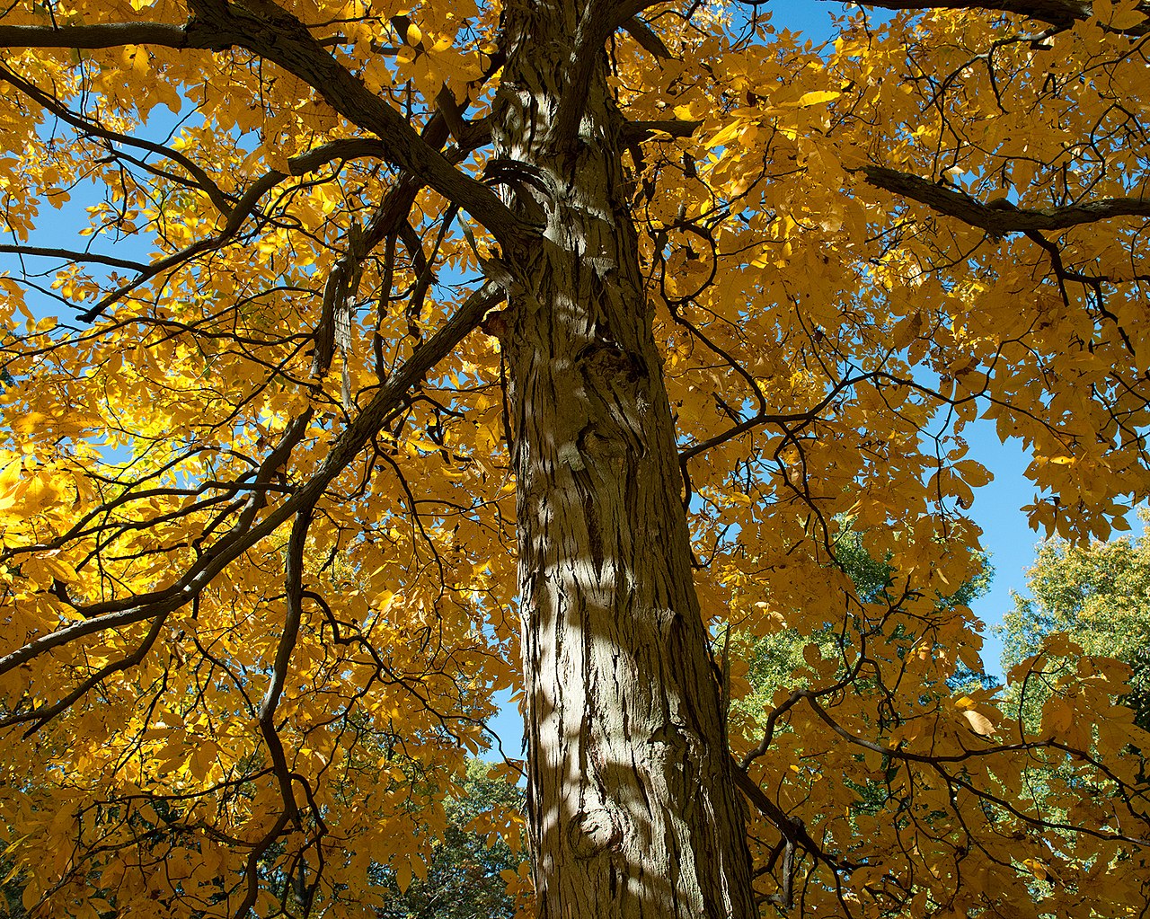 Shagbark Hickory 'Improved'
