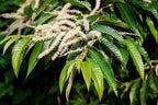 Chestnut 'Japanese Marki'