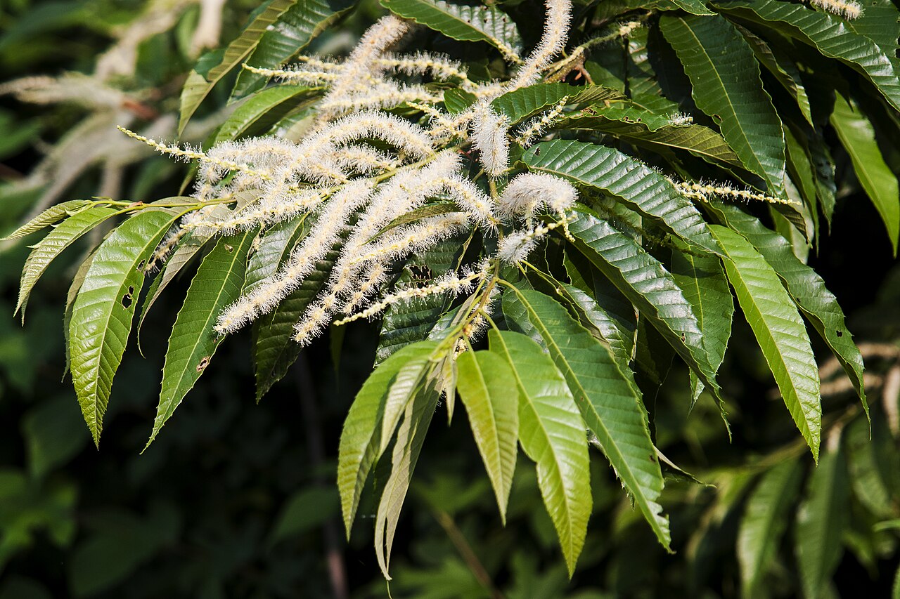Chestnut 'Japanese Marki'