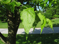 Hackberry
