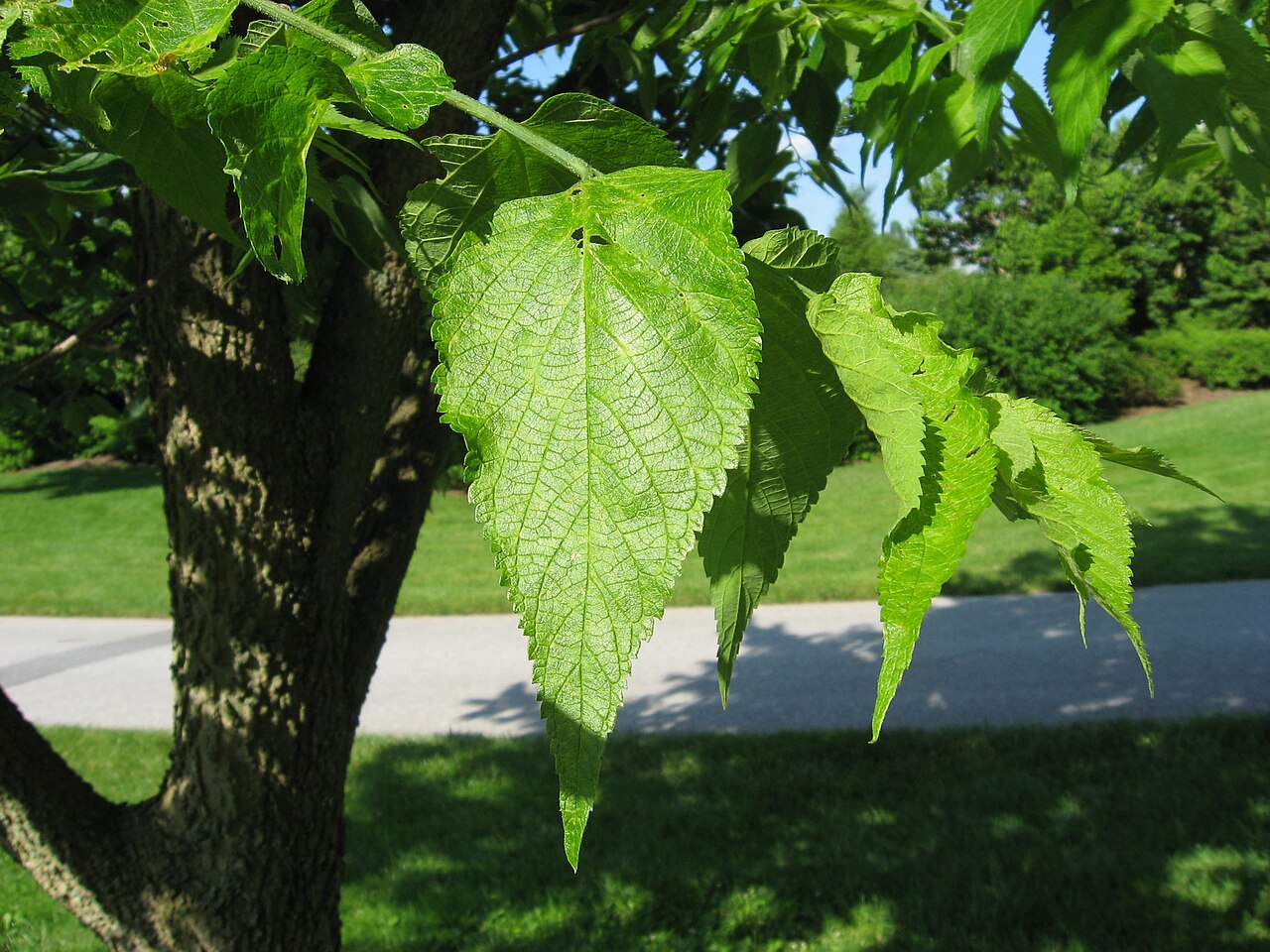 Hackberry