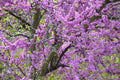 California Redbud