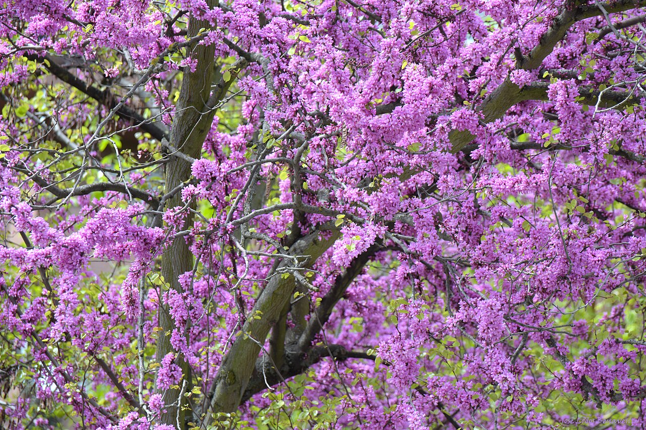 California Redbud