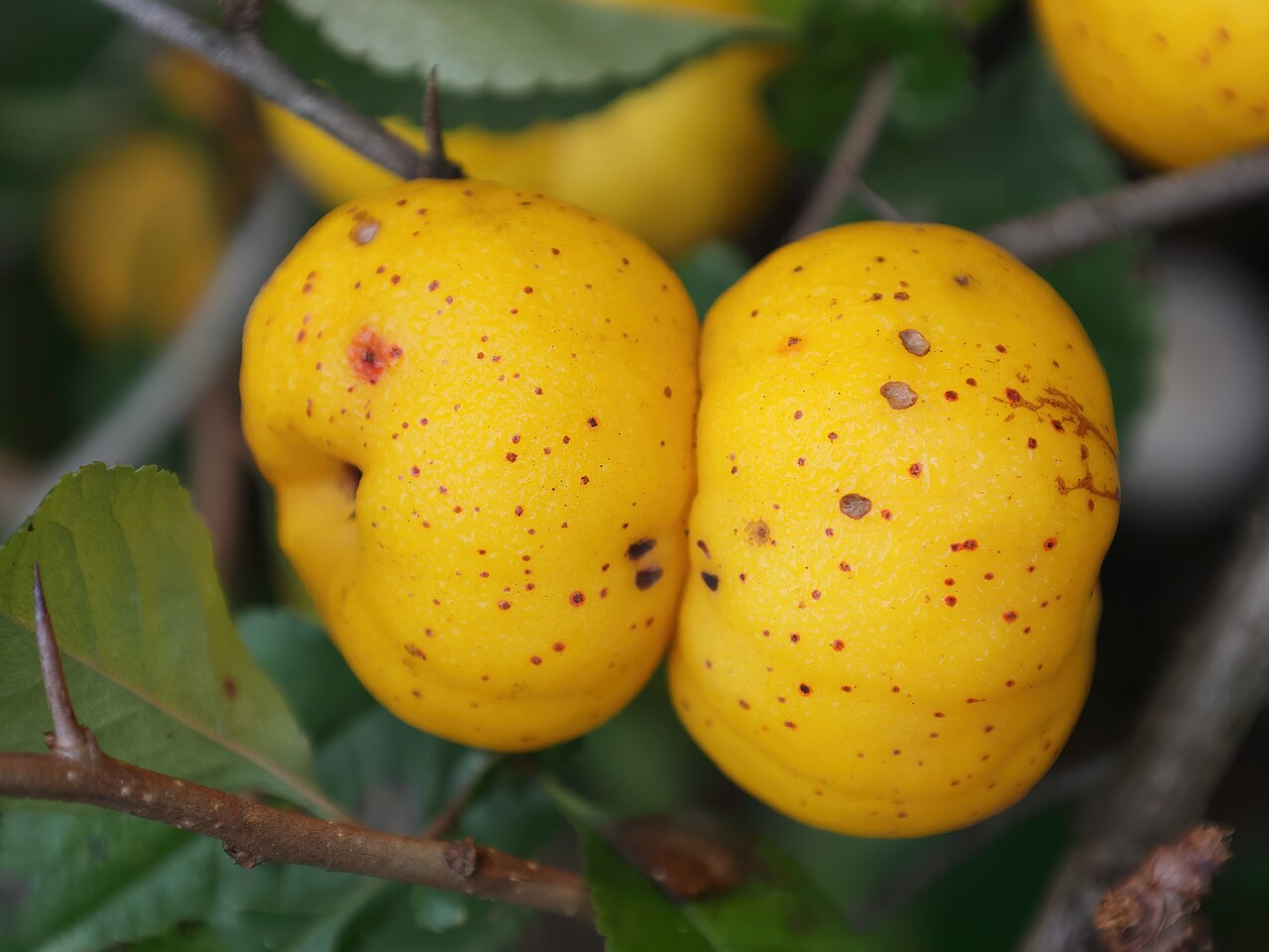 Quince 'Nivalis'
