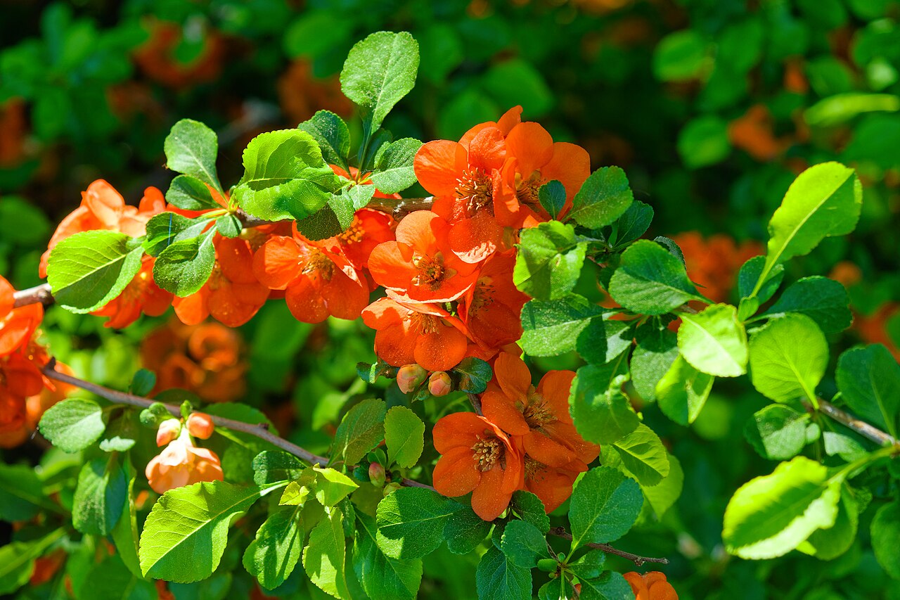 Japanese Quince 'Cido'