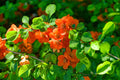 Japanese Quince 'Cido Red'