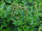 Good King Henry