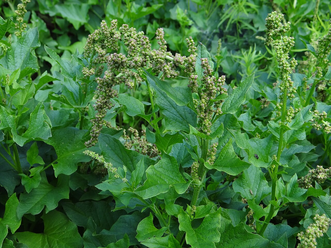 Good King Henry