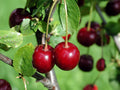 Cherry 'Stella'