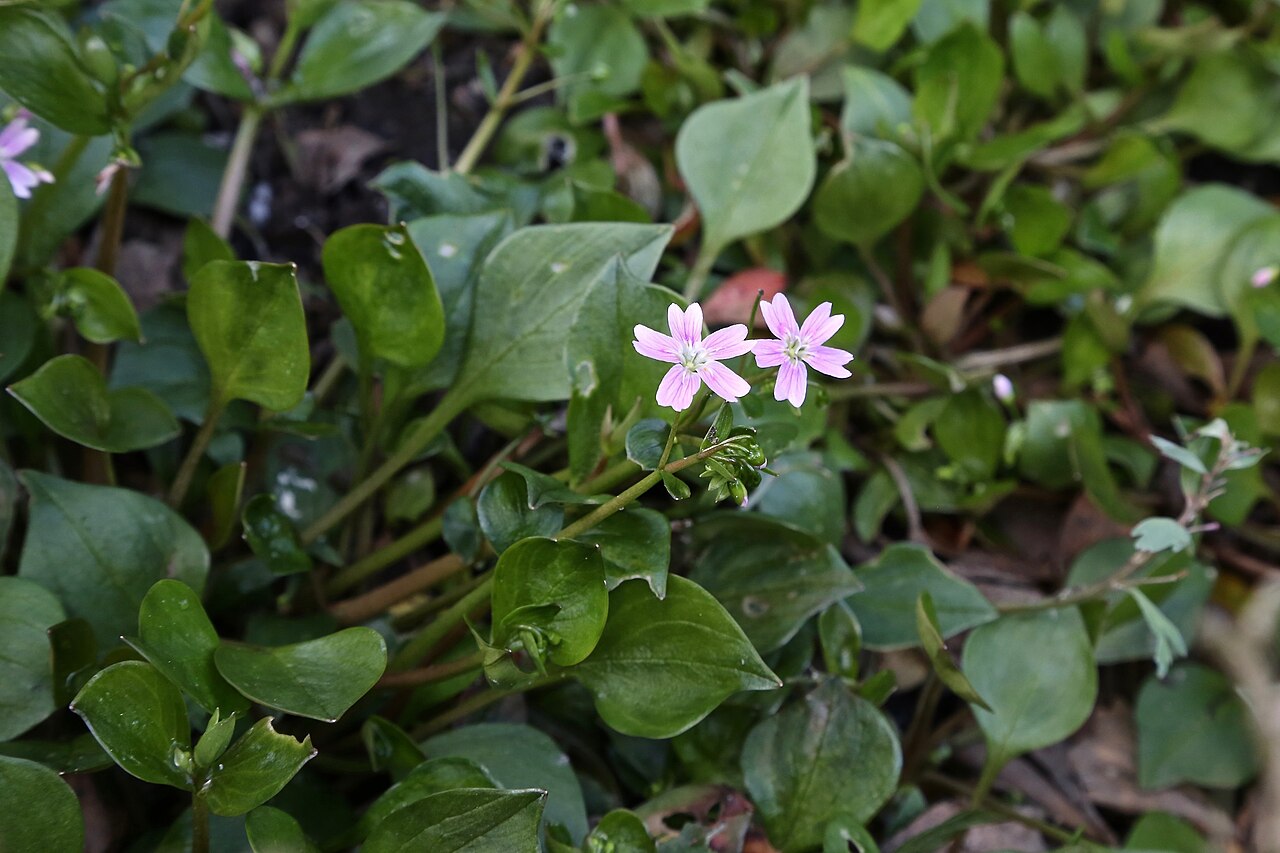 Winter Purslane