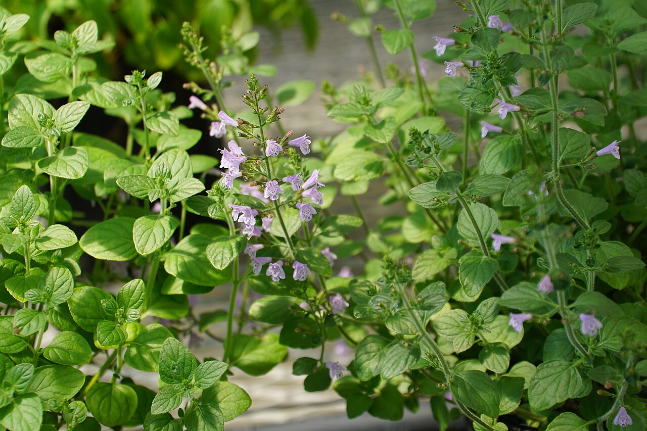 Calamint Savory