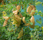 Bladder Senna