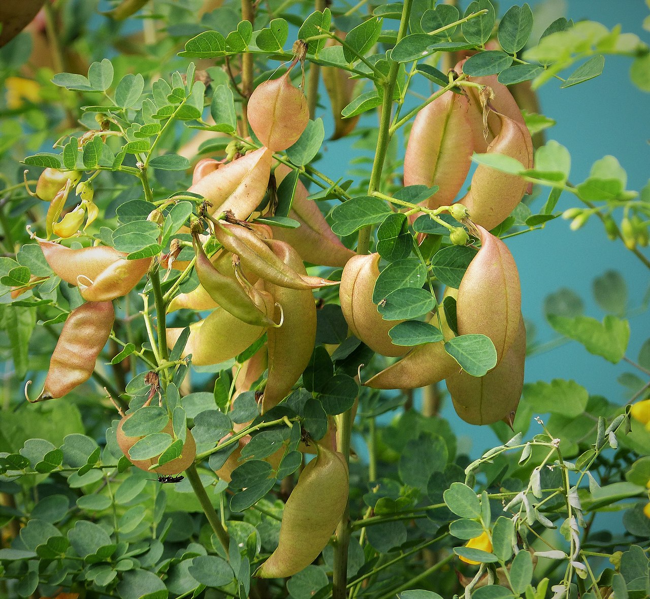 Bladder Senna