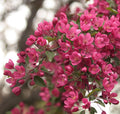 Crab Apple 'Hopa
