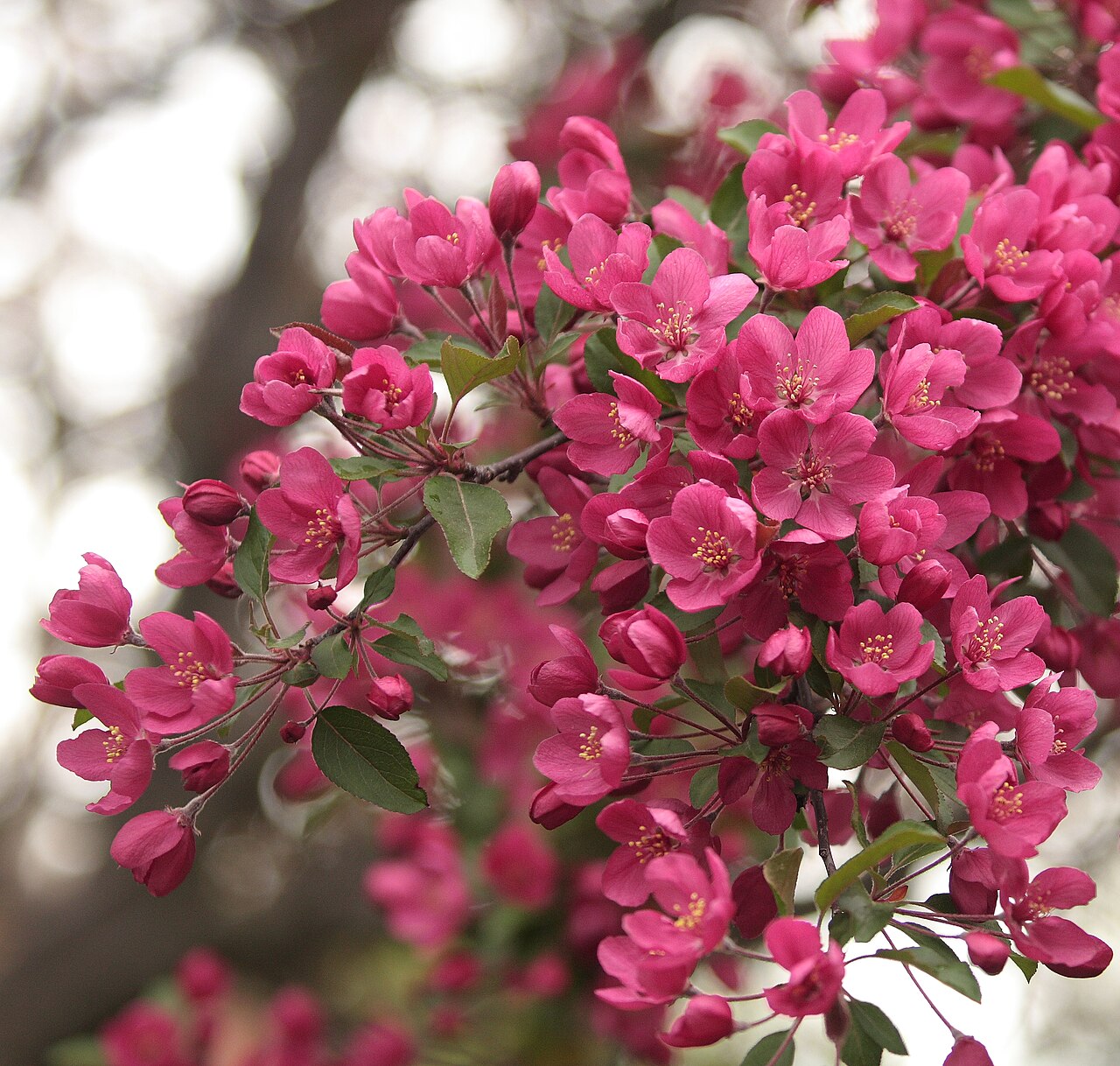 Crab Apple 'Hopa
