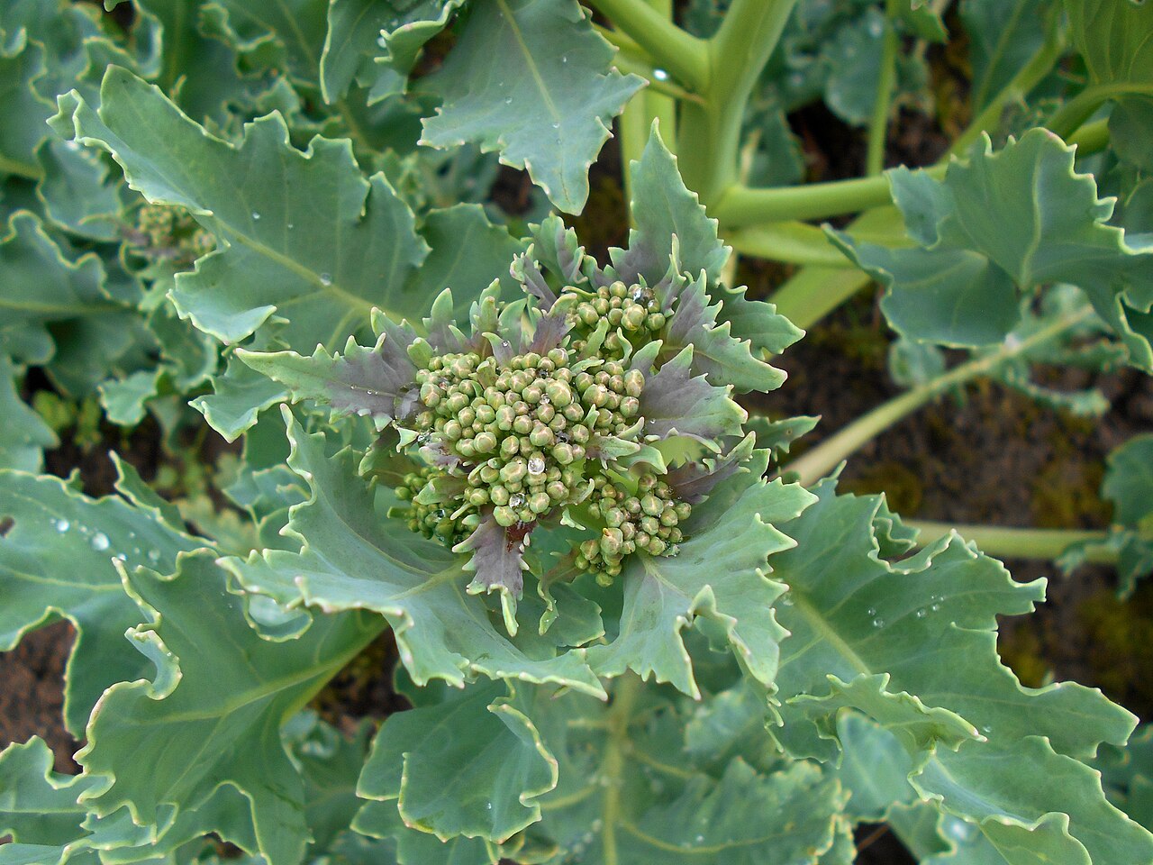 Sea Kale 'Lily White'