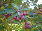 Hawthorn 'Ludmil'