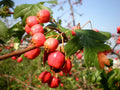 Kansas Hawthorn