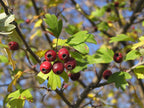 Hawthorn 'Zbigniew'