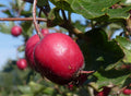 Ellwanger's Hawthorn