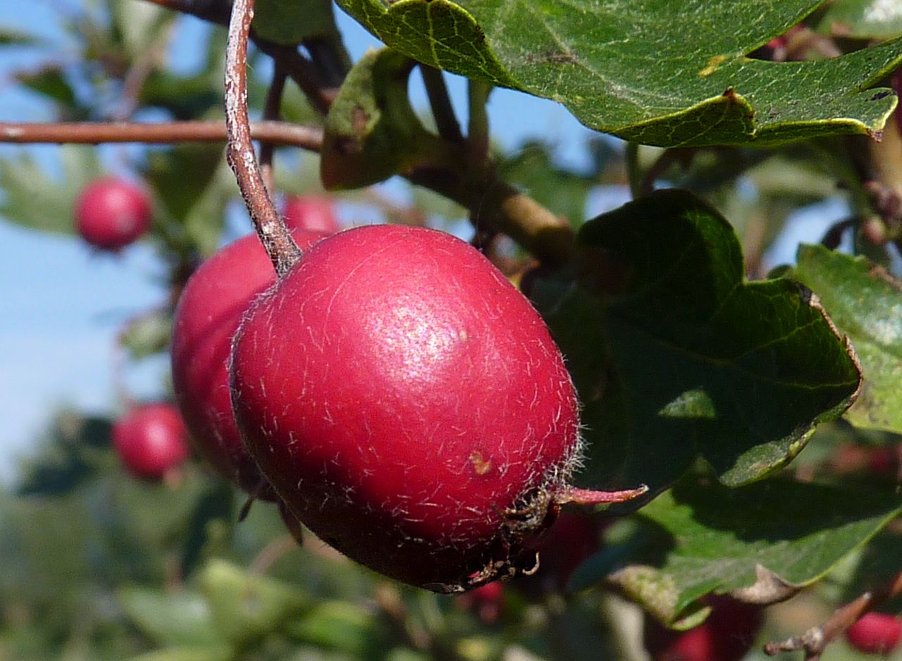 Ellwanger's Hawthorn