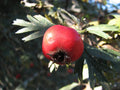 Pojarkove's Hawthorn