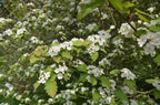 Scarlet Hawthorn