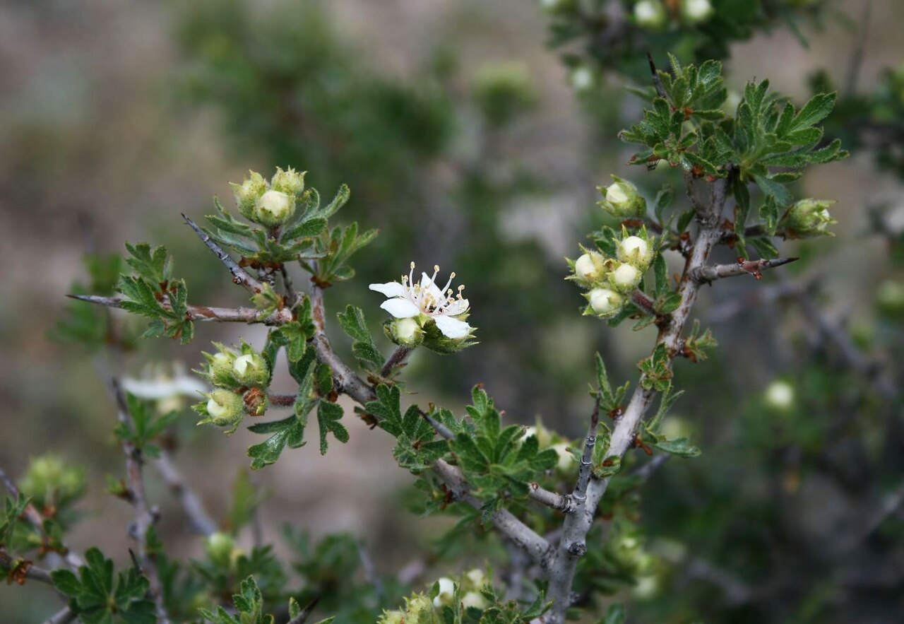 Tansy-leaved Hawthorn