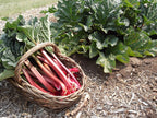 Rhubarb 'Timperley Early'