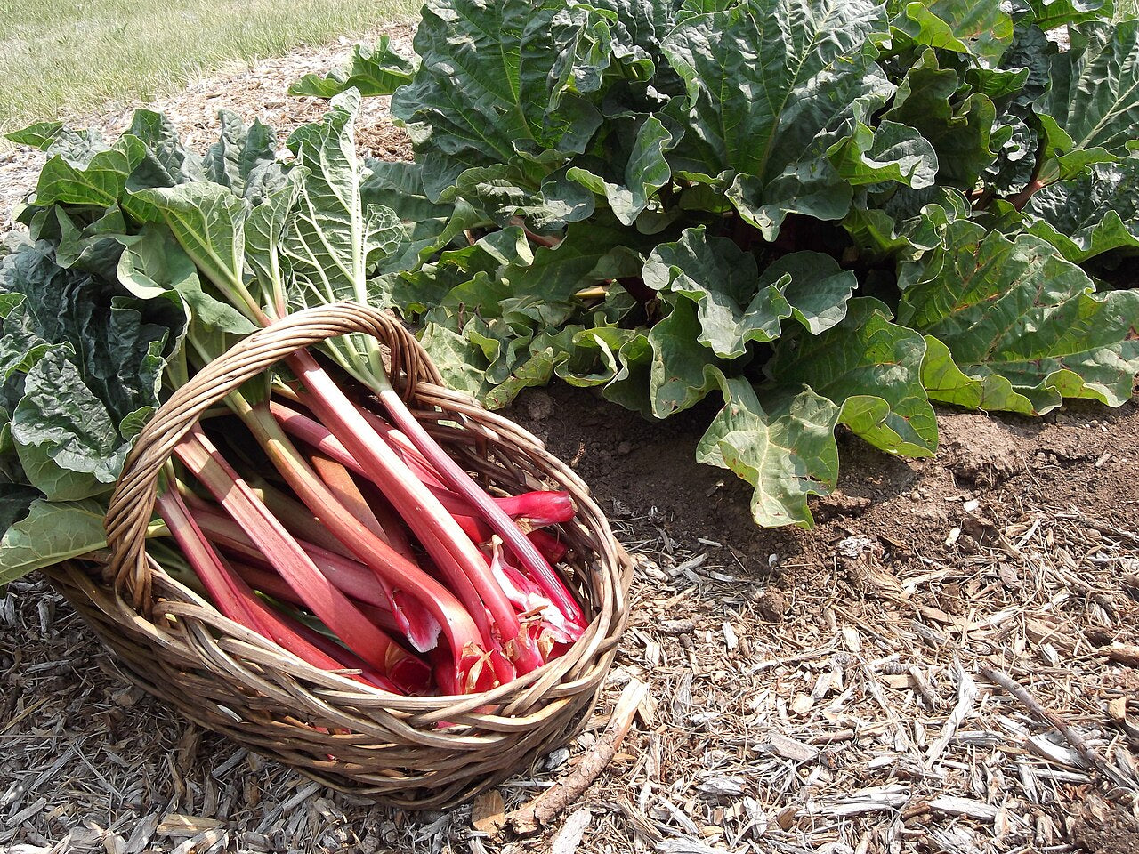 Rhubarb 'Timperley Early'