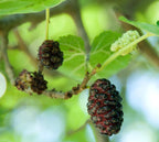 Mulberry 'Collier'