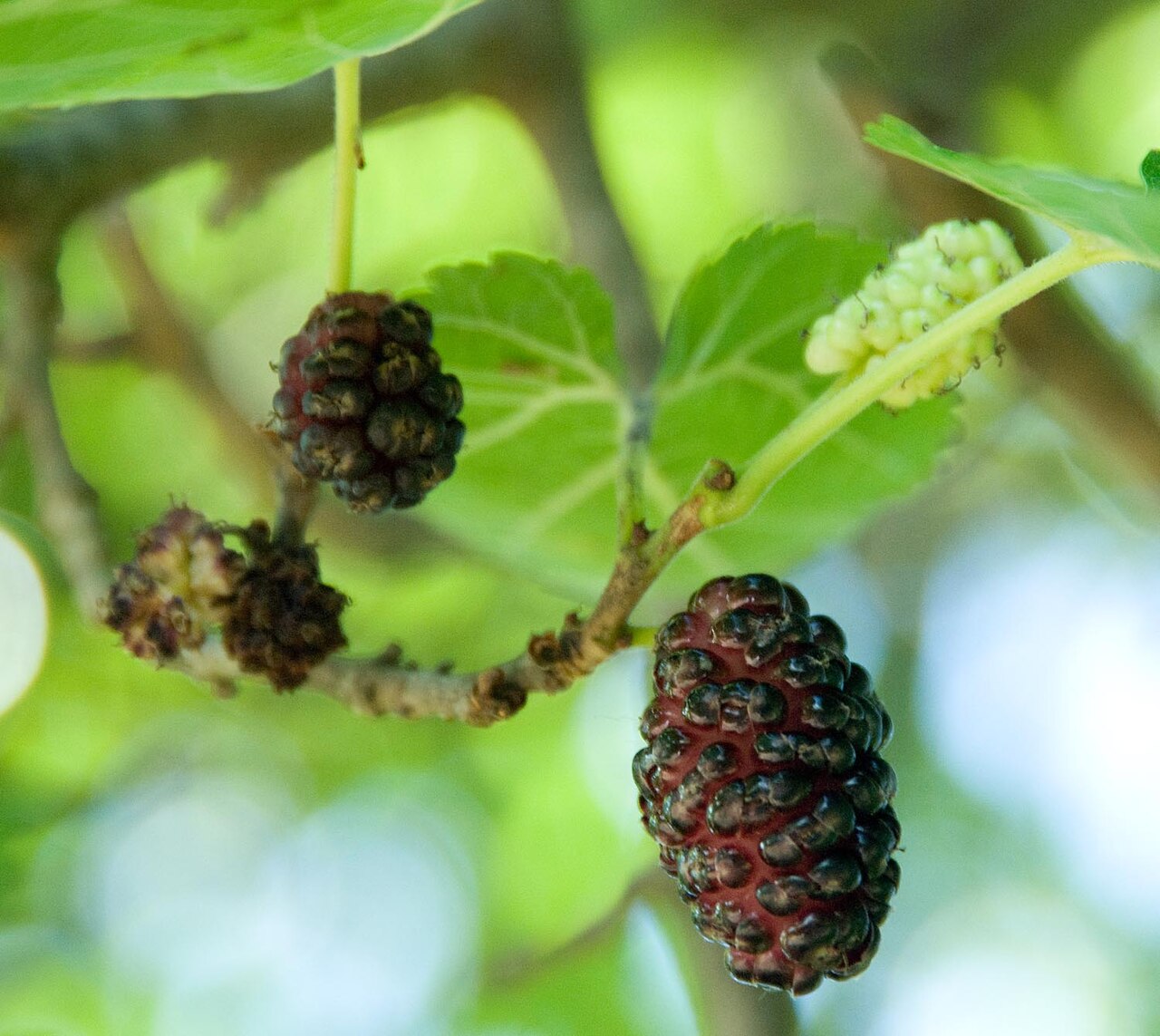 Mulberry 'Collier'