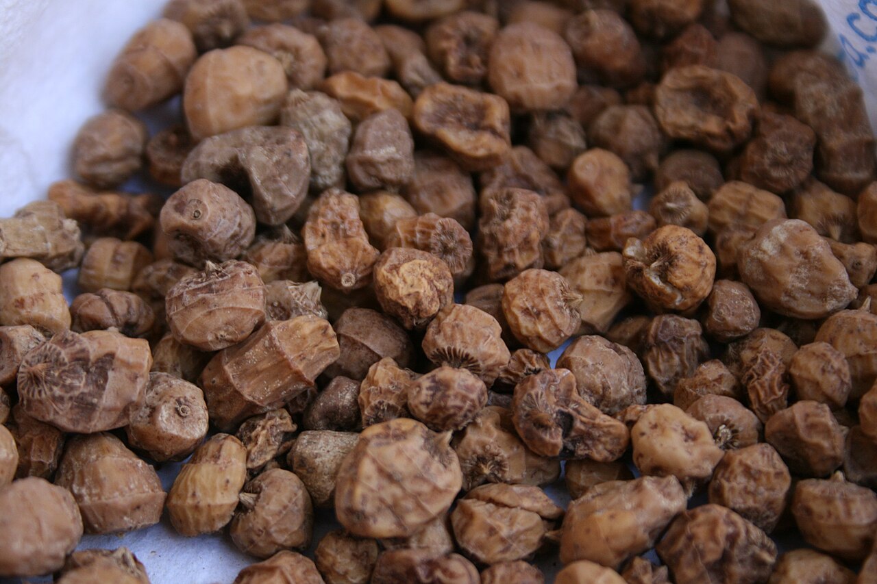 Tiger Nut 'Sativus'