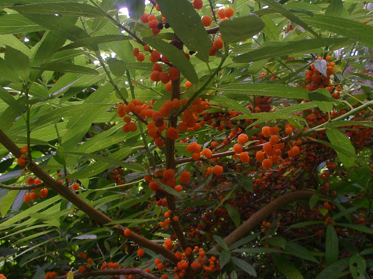Suhosine Mulberry 'Elite'