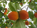 Persimmon 'Rosseyanka'
