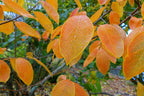 Persimmon 'Nikita's Gift'