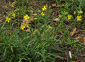 Perennial Wall Rocket