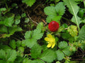 Mock Strawberry