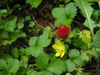 Mock Strawberry