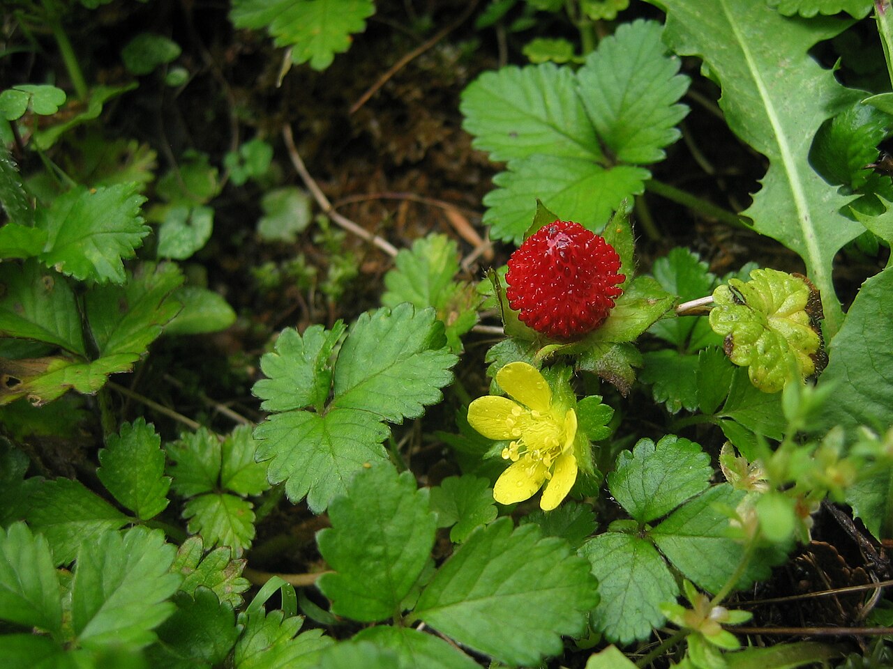 Mock Strawberry