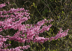 Redbud