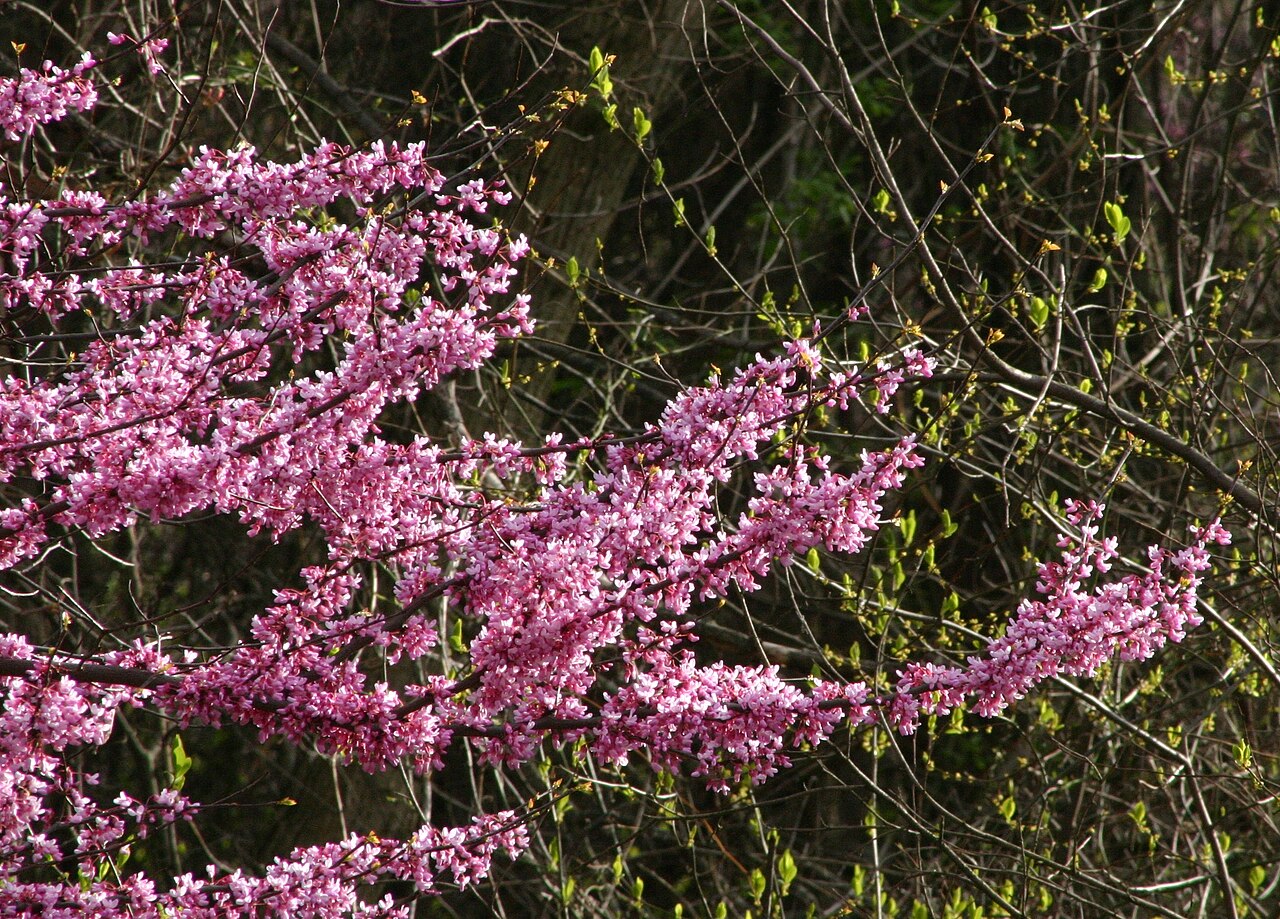 Redbud